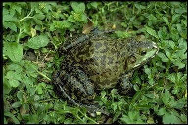 美洲牛蛙