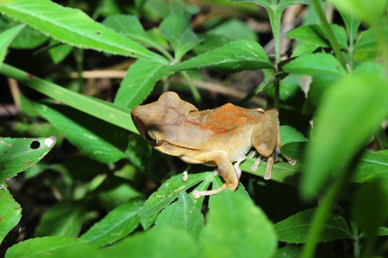 如何辨識斑腿樹蛙