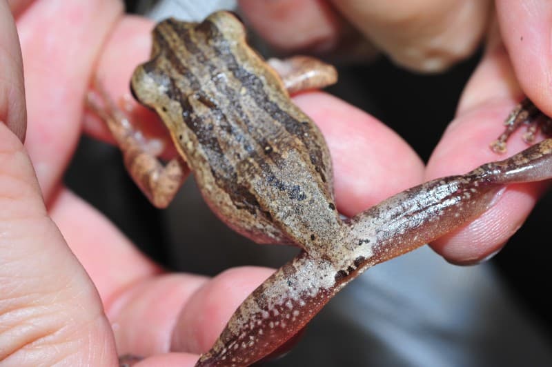 對台灣生態的影響