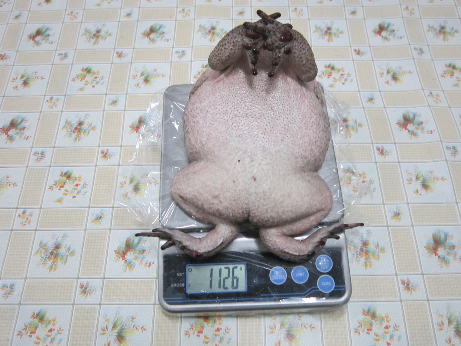 測量海蟾蜍的吻肛長及重量
