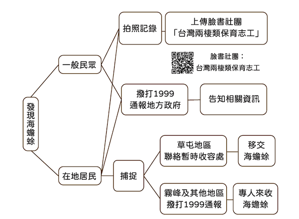 發現海蟾蜍？正確的通報與處理方式 圖片 2