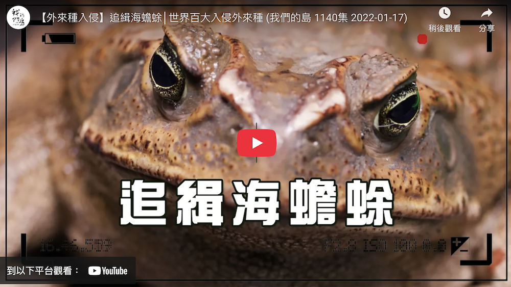 公視我們的島 - 追緝海蟾蜍│世界百大入侵外來種
